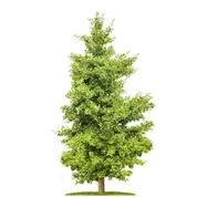 Árbol de Ginkgo Artificial