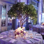 Árbol de eucalipto artificial